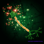 Hormone Binding Mechanisms: A Learning Guide