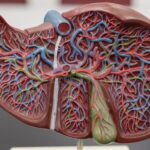 The Hepatic Portal System