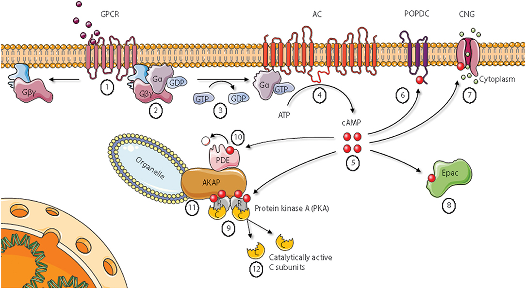 Protein kinase A: Your Body’s Emergency Response Team