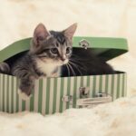Schrödinger’s Cat: A Complete Guide