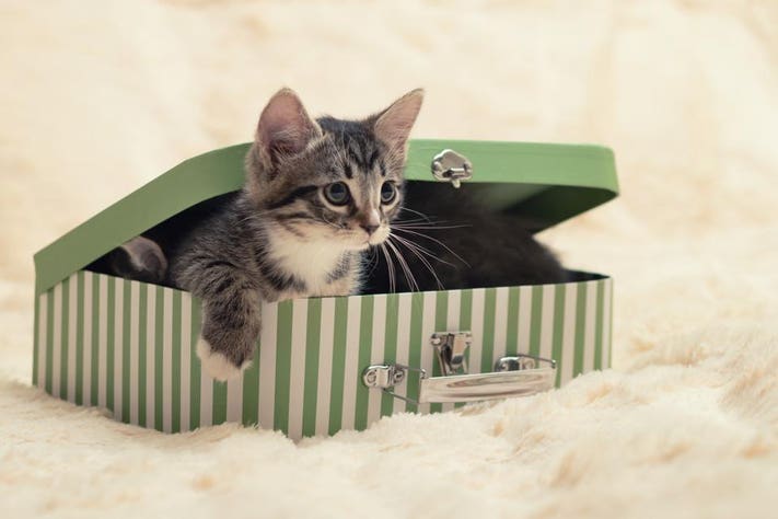 Schrödinger’s Cat: A Complete Guide