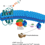 Signal Transduction Cascades