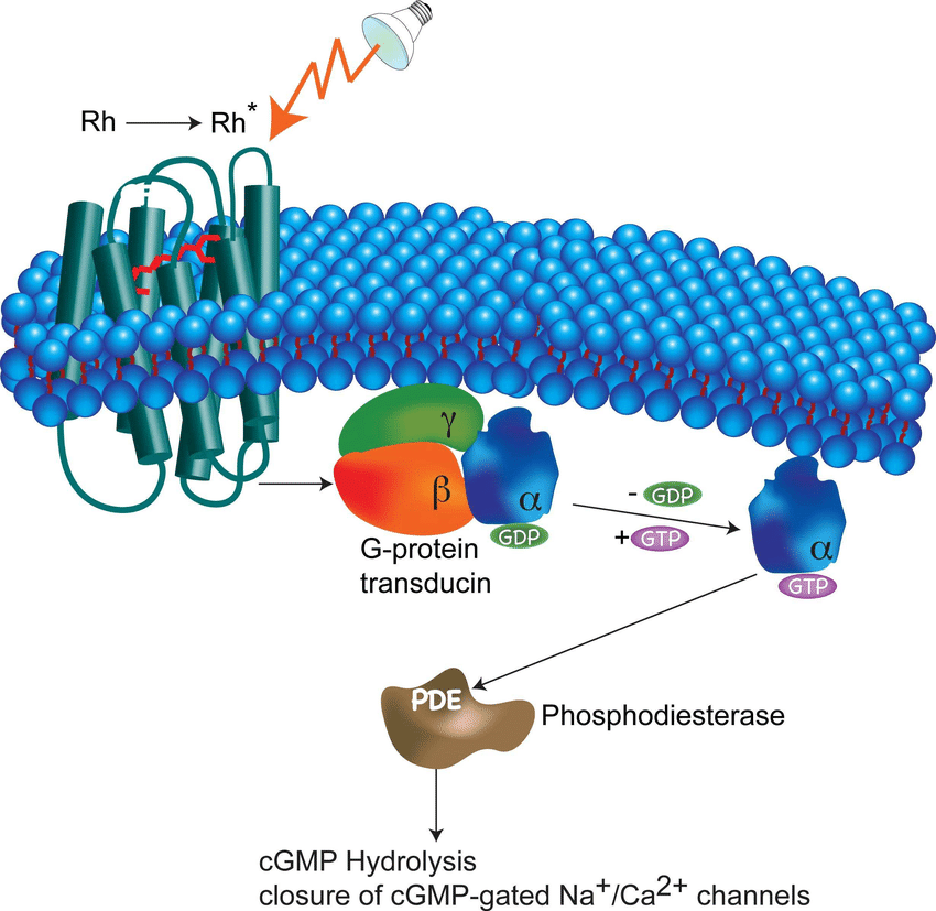 Signal Transduction Cascades