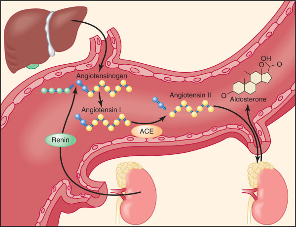 Renin–Angiotensin–Aldosterone System (RAAS)