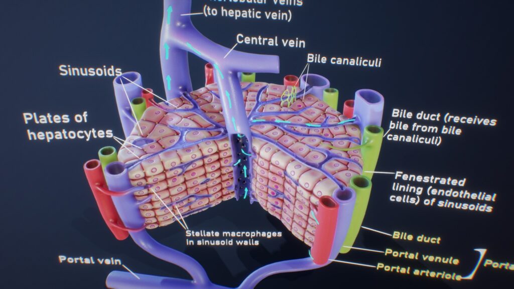 Liver Sinusoids