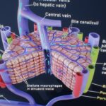 Liver Sinusoids