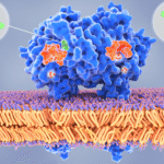 Enzymes: Your Body’s Ultimate Speed Workers
