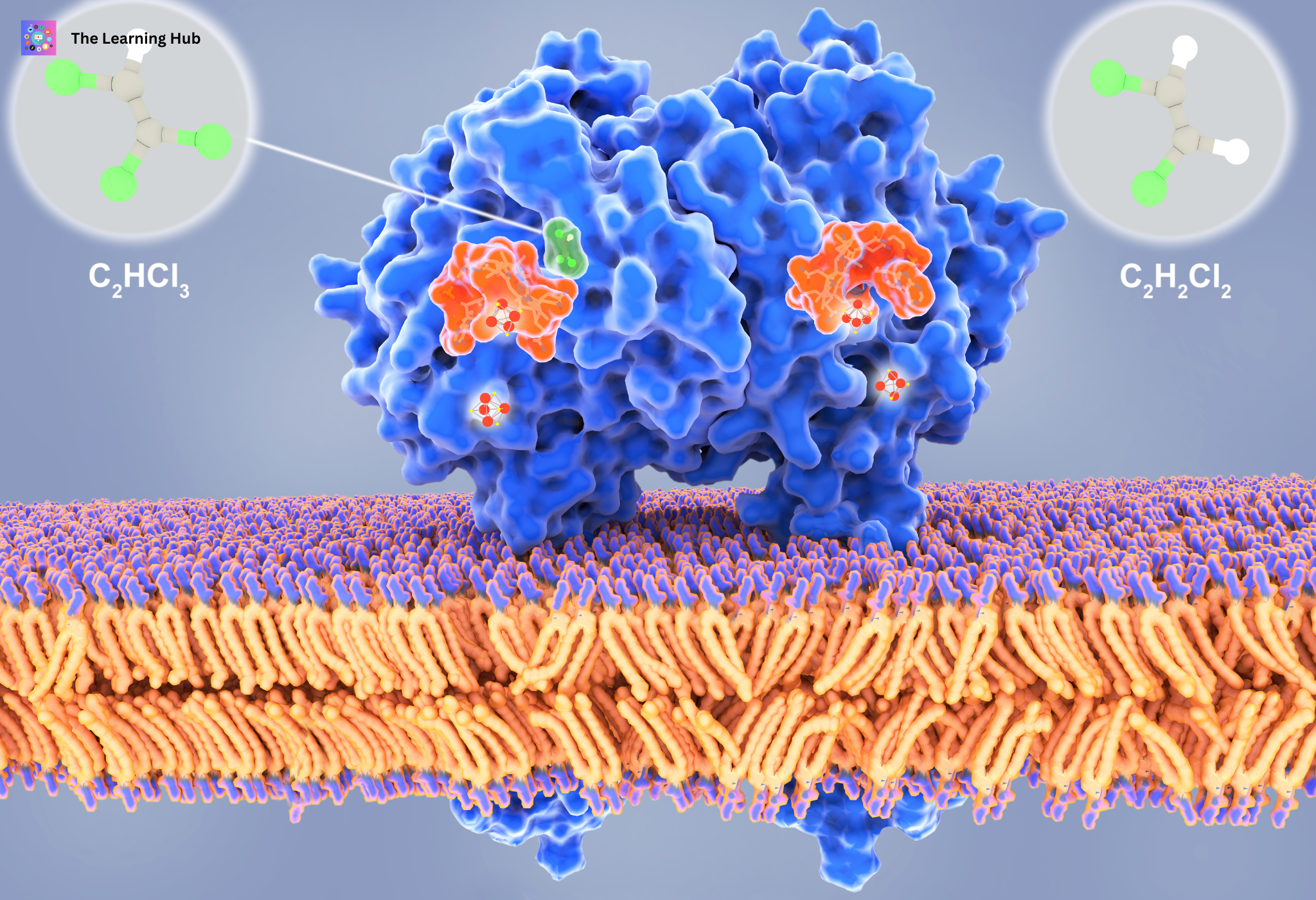 Enzymes: Your Body’s Ultimate Speed Workers