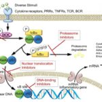 THE TLR4/NF-κB PATHWAY