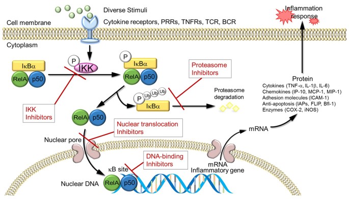 THE TLR4/NF-κB PATHWAY