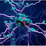 Neuroinflammation - Utopedia